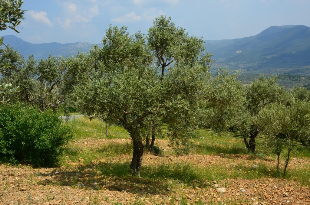 Oliven Oliventræ