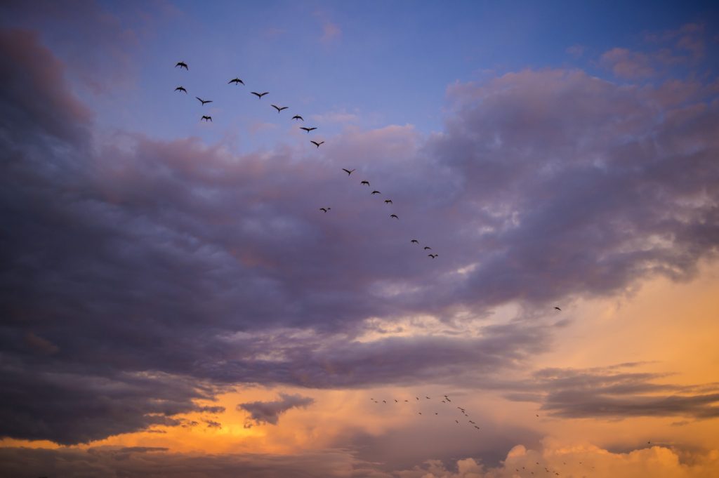 migrant fugle himmel