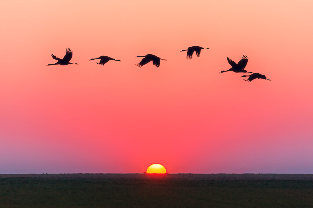 Solnedgang elbil allergivenlig dyne